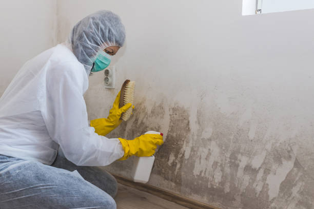 Best Localized Mold Remediation (e.g., coastal areas, humid climates) in Norwalk, CT